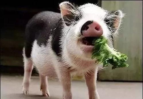 小猪吃羊角瓜好吗视频讲解,营养美味大揭秘