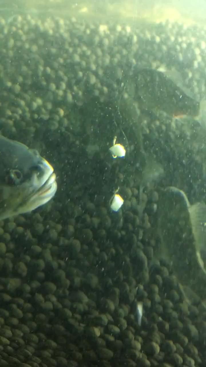 吃瓜小鱼的视频下载,轻松获取热门内容