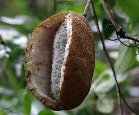 山鸡吃八月瓜好吗图片视频,探寻自然美味瞬间